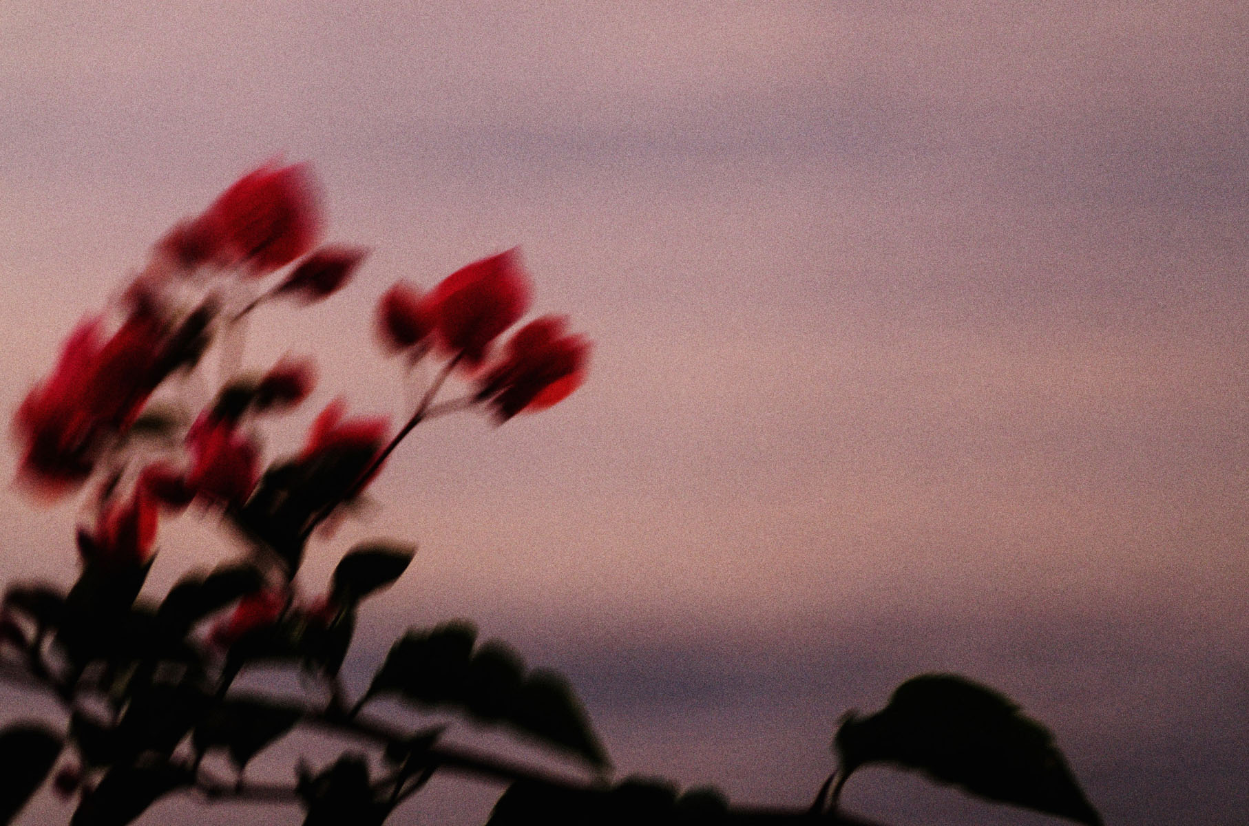 Bougainvillea against the sky - Redleaf Boulevardier, Impressions of Redleaf Sydney an exhibition of photographs by Kent Johnson