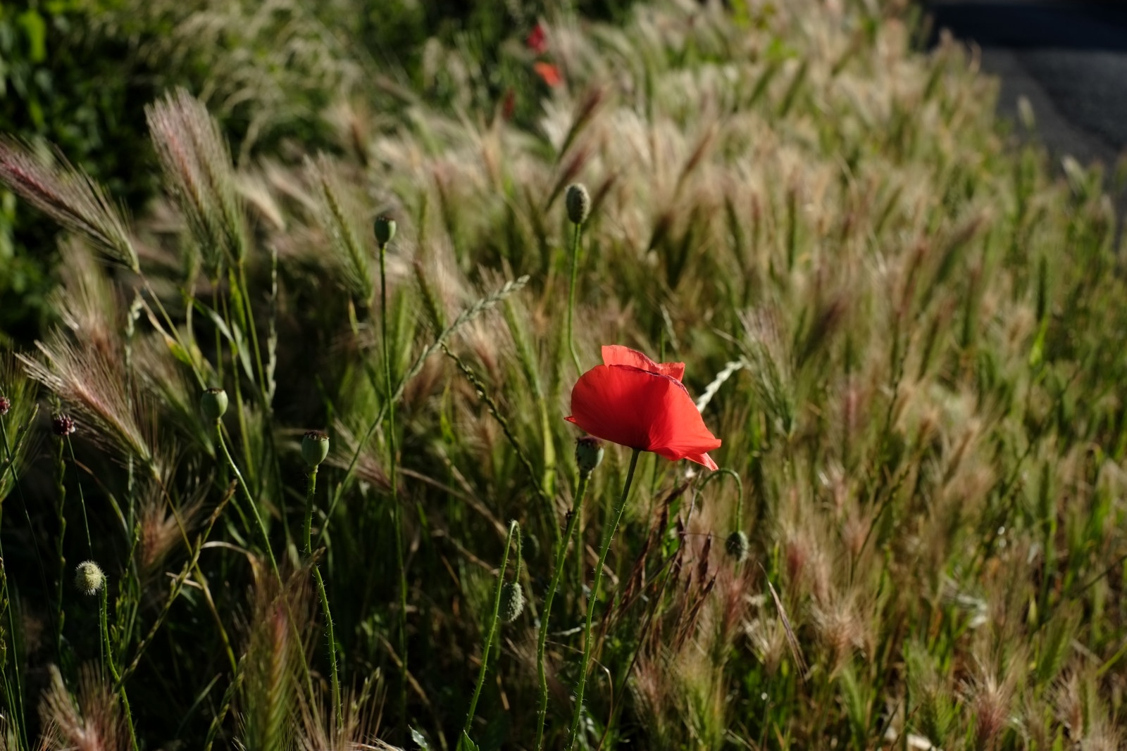 A wild roadside poppy and field of grain. Photography by Kent Johnson.