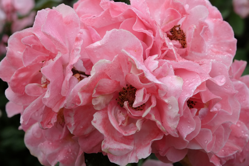 Luscious pink old fashioned rose blooms in the garden at the historic Fitzroy Inn. Garden and travel photography by Kent Johnson.
