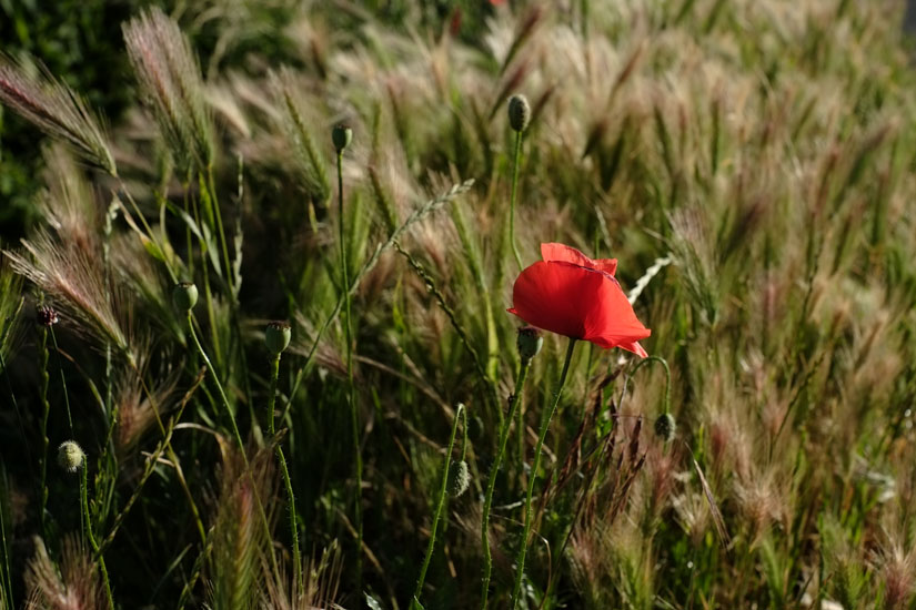 A wild roadside poppy and field of grain. Photography by Kent Johnson.